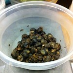 Snails Snails