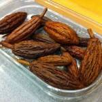 Mini cocoa pods Mini cocoa pods